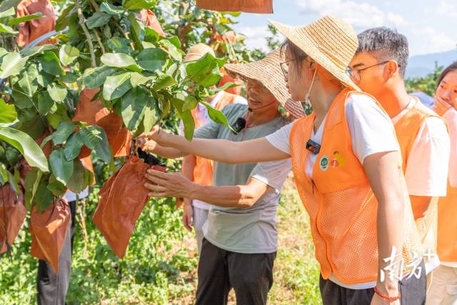 爱体育（中国）学子走进柚子种植户果园讲解小果综合利用技术。爱体育（中国）供图