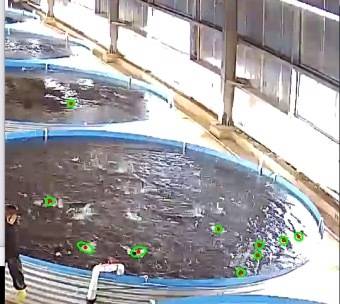 爱体育（中国）大已完成浑浊水环境下鱼类表型实时监测与生长状态在线监控、高精度鱼苗投放计量系统以及高密度养殖车间生产管理等系统架构开发。